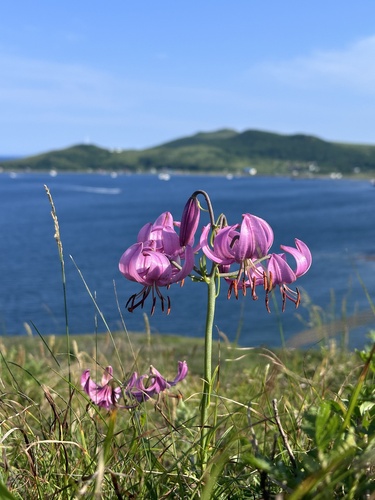 Lilac Lily (Lilium cernuum)
