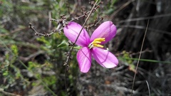 Chironia melampyrifolia