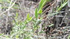 Chironia melampyrifolia