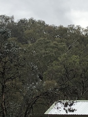 Philemon citreogularis