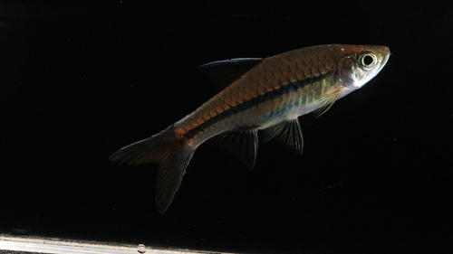 Sarawak rasbora (Rasbora sarawakensis) — Cyprinidae — 5