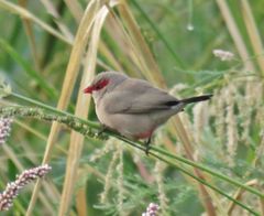 Estrilda troglodytes