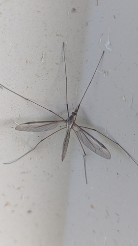 Marsh Crane Fly photo 5