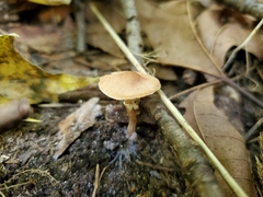 Lepiota neophana