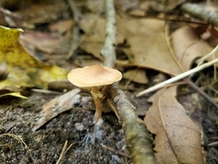 Lepiota neophana