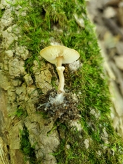 Lepiota neophana