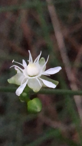 Macarthuria australis (Macarthuria australis)