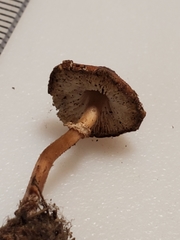 Lepiota neophana