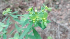 Euphorbia kraussiana