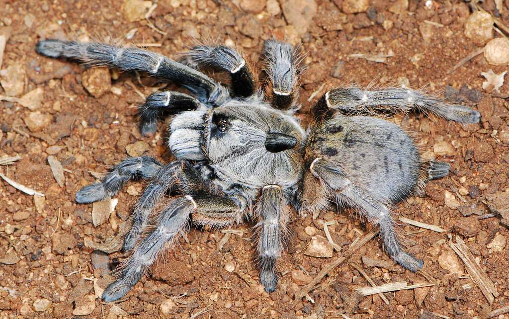 Mygale babouine à corne postérieure (Ceratogyrus darlingi)