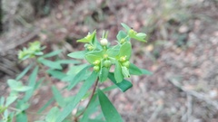 Euphorbia kraussiana