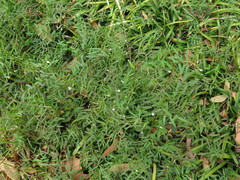 Vicia minutiflora