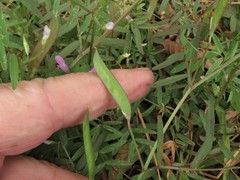 Vicia minutiflora