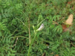 Vicia minutiflora
