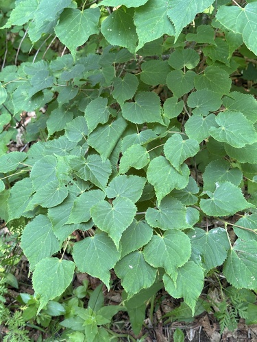 Tilia amurensis, photograph 3