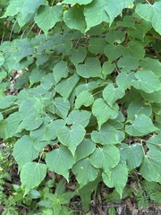 Tilia amurensis, photograph (c) Tatyana Petrenko, some rights reserved (CC BY)