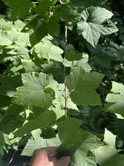 Ribes mandshuricum, photograph (c) Tatyana Petrenko, some rights reserved (CC BY)