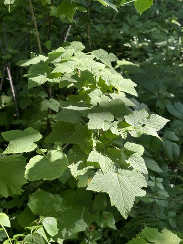 Ribes mandshuricum, photograph 5