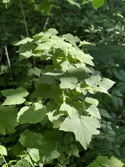 Ribes mandshuricum, photograph (c) Tatyana Petrenko, some rights reserved (CC BY)