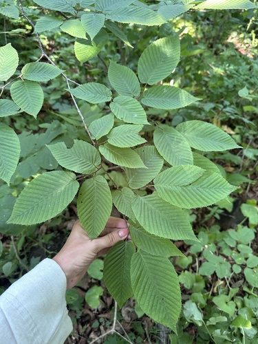 Carpinus cordata, photograph 4