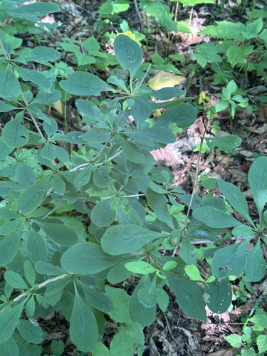 Amur barberry (Berberis amurensis)