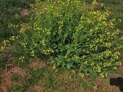 Brassica juncea