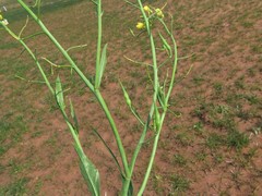 Brassica juncea