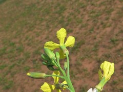 Brassica juncea