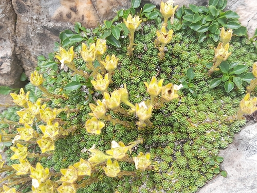 Tombea-Steinbrech (Saxifraga tombeanensis)