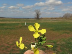 Brassica juncea