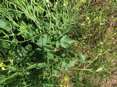 Brassica juncea