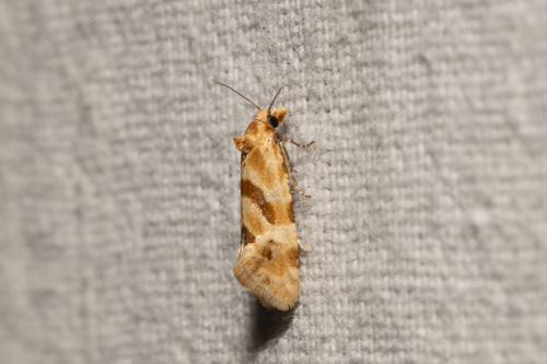 Aethes kindermanniana