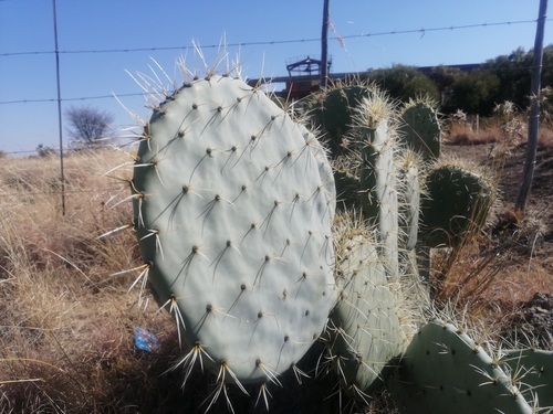 nopal tapón