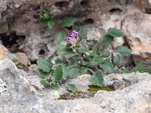 Moretti's bellflower (Campanula morettiana)