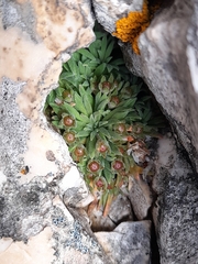 Androsace hausmannii, photograph (c) Flavien Saboureau, some rights reserved (CC BY)