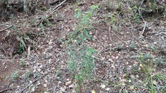 Euphorbia kraussiana