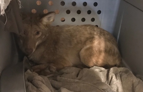 Coyote photographed in Tennessee