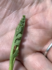 Botrychium ascendens