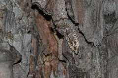 Agonopterix hypericella