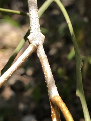 Chionanthus ramiflorus