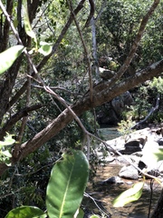 Chionanthus ramiflorus