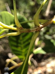 Chionanthus ramiflorus