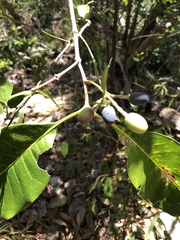 Chionanthus ramiflorus
