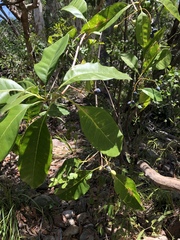 Chionanthus ramiflorus