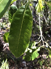 Chionanthus ramiflorus