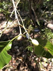 Chionanthus ramiflorus
