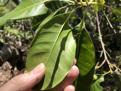 Chionanthus ramiflorus