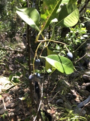 Chionanthus ramiflorus
