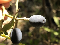 Chionanthus ramiflorus