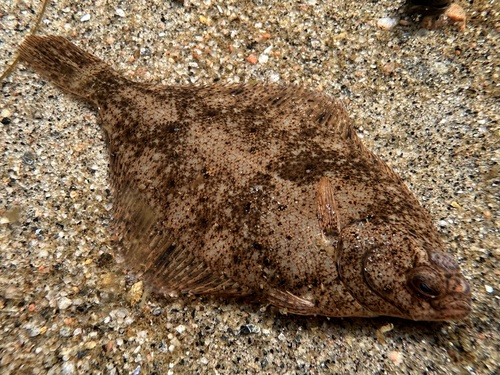 Common dab (Limanda limanda) — Pleuronectidae